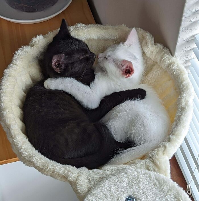 Two bonded cats, one black and one white, cuddling closely in a cozy cat bed by a window.