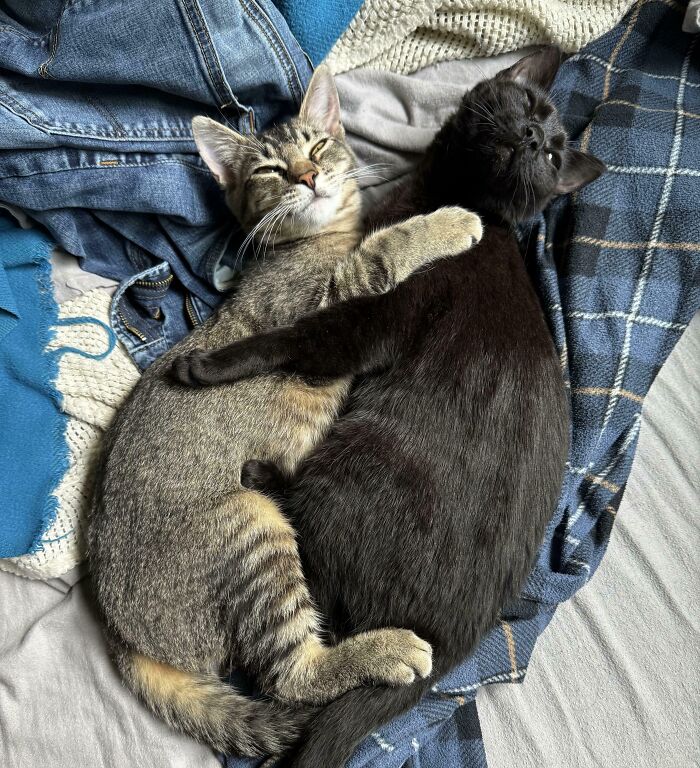 Two bonded cats embracing while resting on cozy blankets and clothing, showcasing close feline companionship.