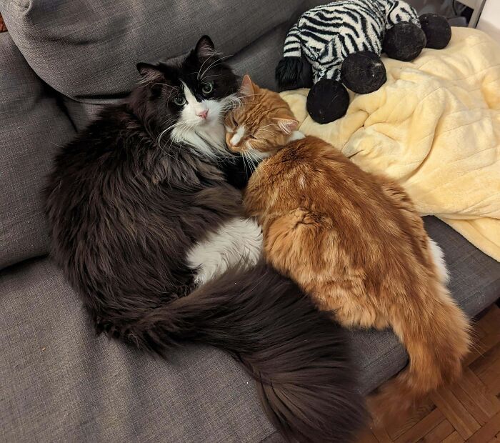 Two bonded cats cuddling closely on a couch, showcasing a comforting and light moment between pairs.