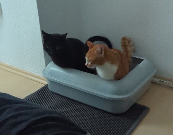 Two bonded pairs of cats, one black and one orange, sitting closely together in a litter box indoors.