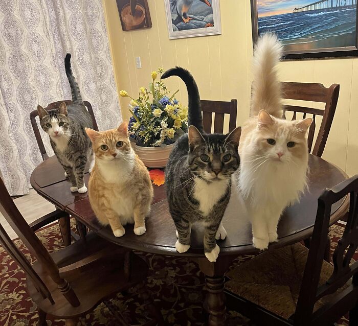 Four bonded cats sitting together on a wooden table indoors, bringing light and warmth to the day with their presence.