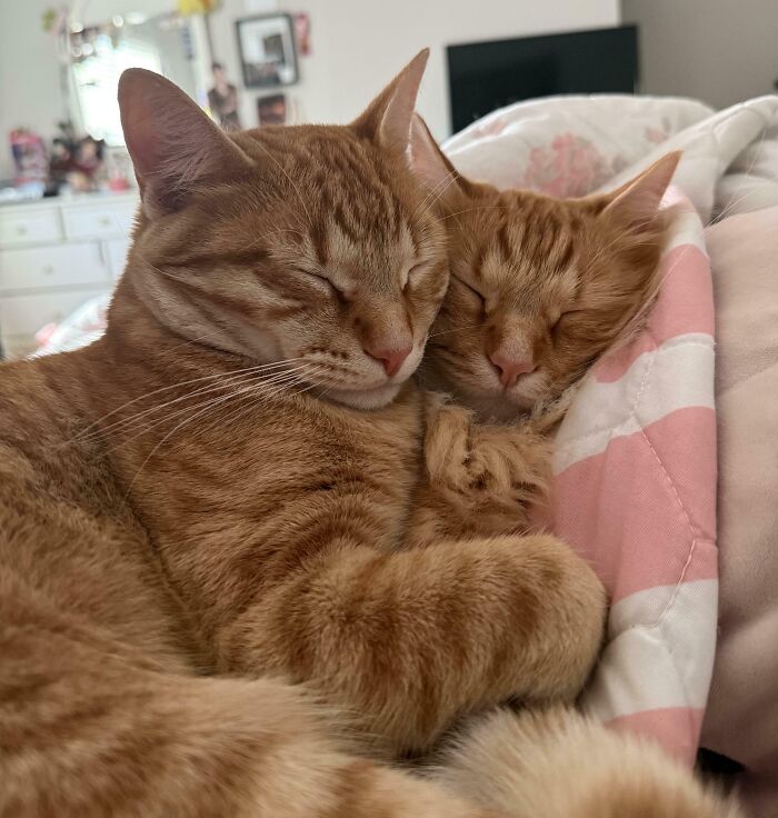 Two bonded pairs of orange tabby cats cuddling closely, showcasing warmth and companionship for light in your day.