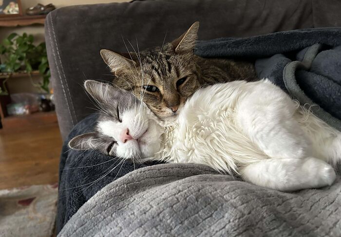 Two bonded cats cuddling closely on a cozy blanket, showcasing heartwarming bonded pairs for a light moment.