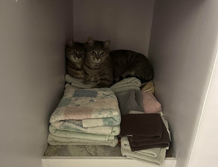 Two bonded cats resting closely together on folded towels inside a small cozy space.