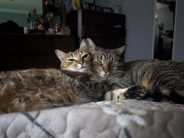 Two bonded cats cuddling closely on a bed, providing warmth and comfort in a cozy indoor setting.