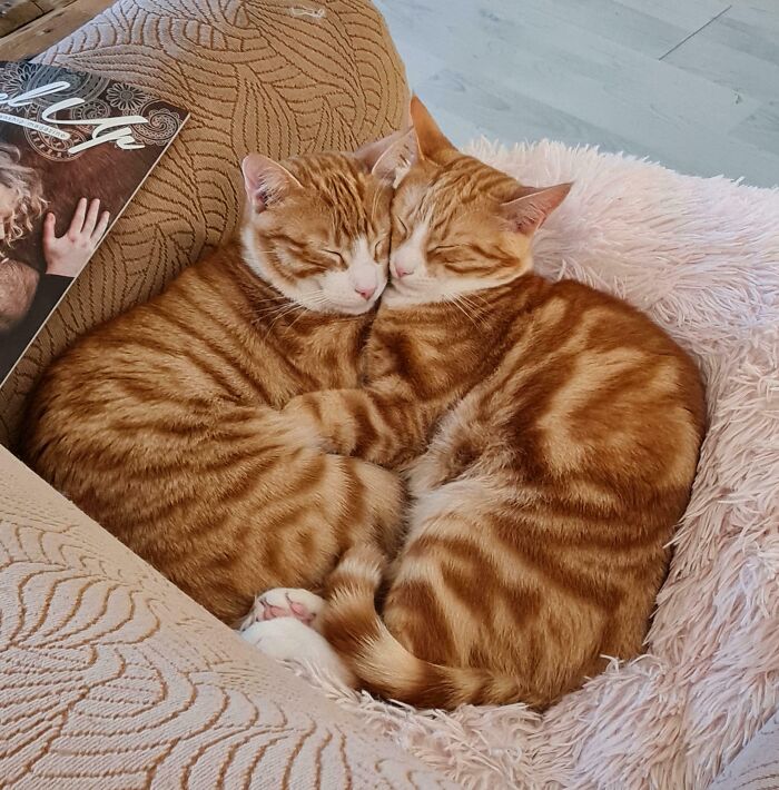 Two bonded pairs of orange tabby cats curled up together resting on a soft blanket, radiating warmth and light.
