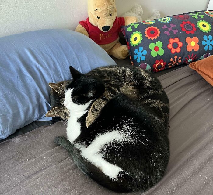 Two bonded cats cuddling closely on a bed with colorful pillows and a stuffed Winnie the Pooh bear nearby.