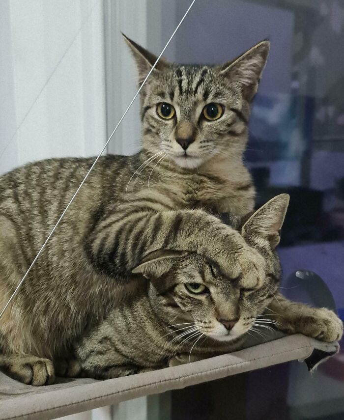 Two bonded pairs of tabby cats showing affection on a perch, capturing the light and warmth of their companionship.