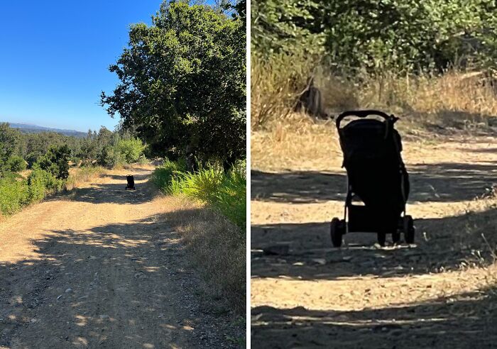 Abandoned black stroller on a forest path surrounded by trees and dry grass, evoking creepy and terrifying forest finds.