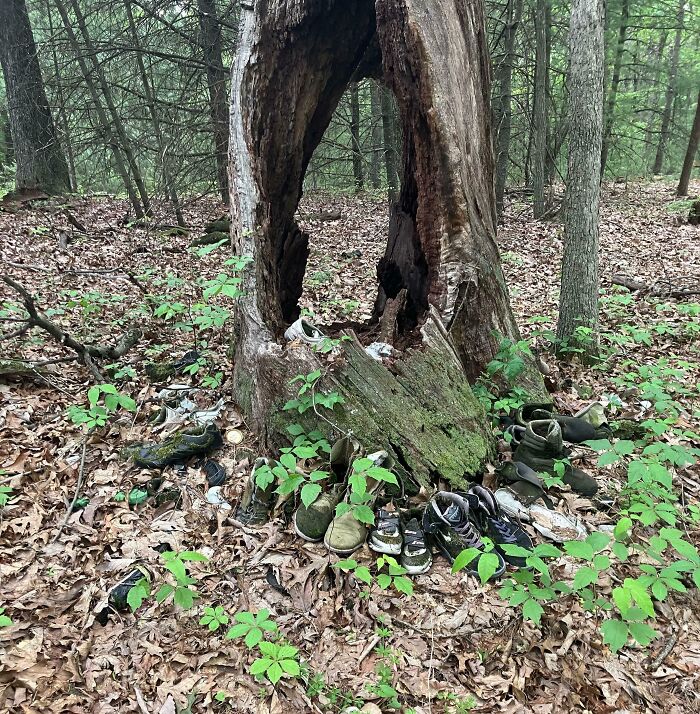 Old hollow tree surrounded by creepy abandoned shoes in the forest, eerie and unsettling discovery in nature.
