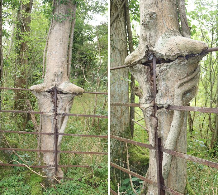 Tree engulfing metal fence in a forest, showing one of the creepy and terrifying things people have found in the forest.