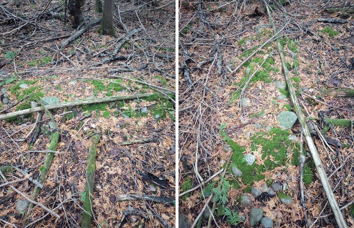 Moss-covered branches and stones arranged in an eerie pattern among dry leaves in a dense forest setting.