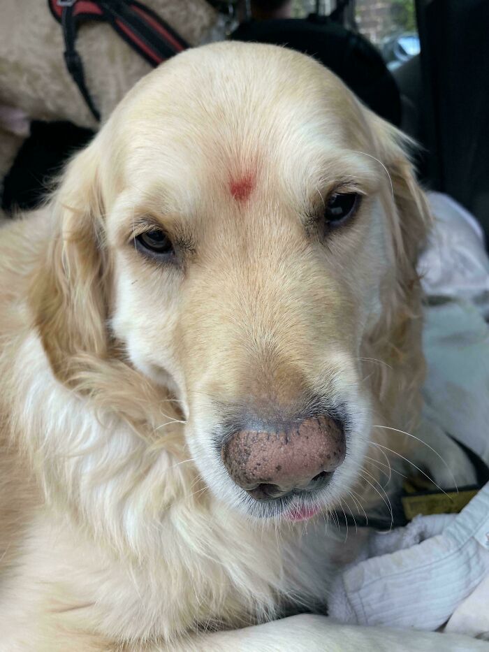 Close-up of a golden retriever dog resting, one of the cutest dogs ever featured in new pictures.