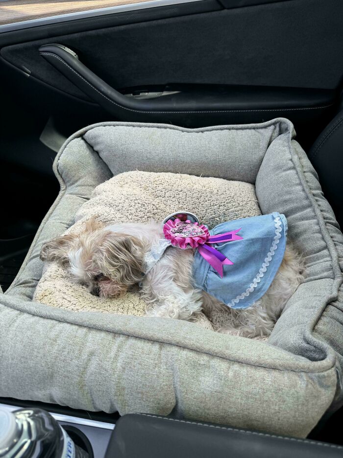 Small dog in a blue dress sleeping comfortably in a soft pet bed inside a car, showcasing one of the cutest dogs ever.