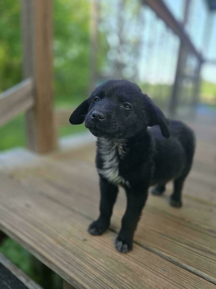 Black puppy with a white chest standing on wooden porch, one of the cutest dogs ever in an outdoor setting.