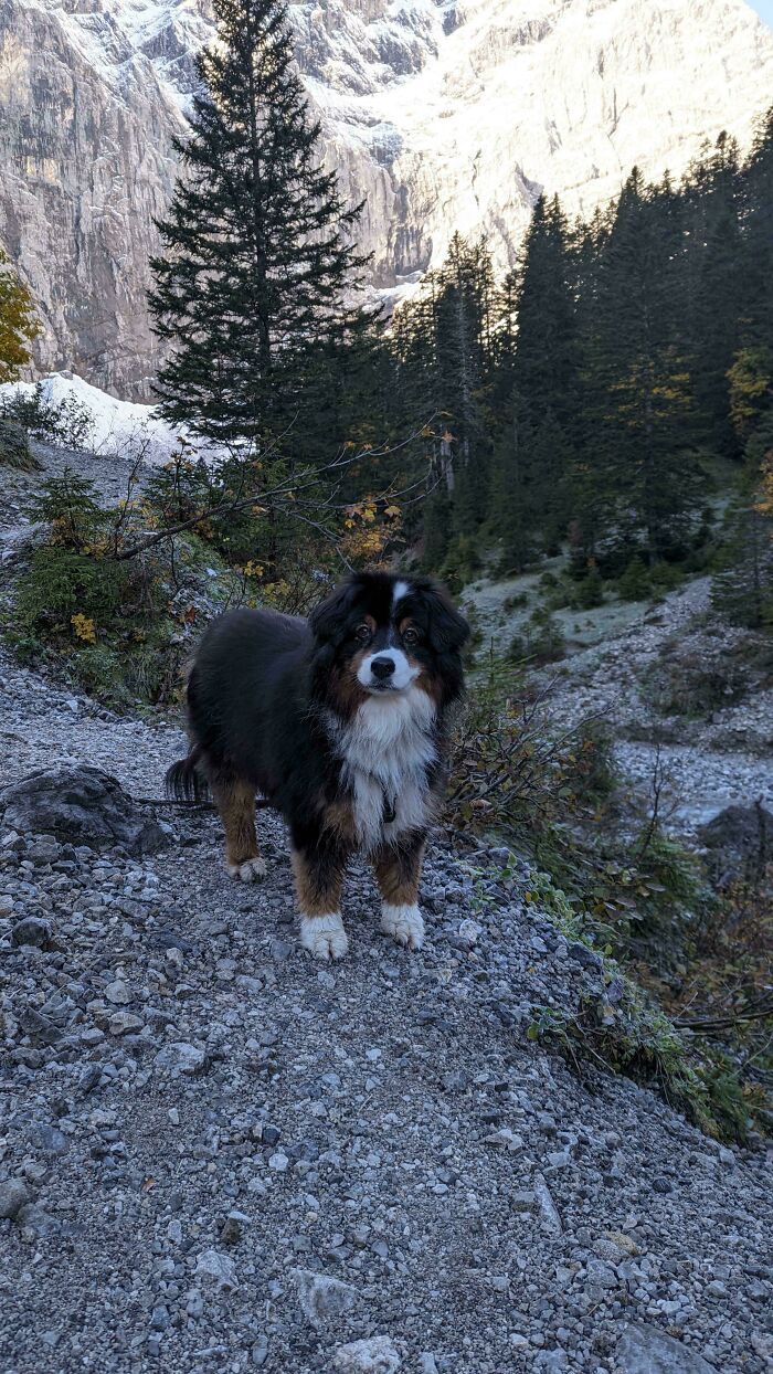 Cute dog standing on a rocky mountain trail surrounded by trees and snow-covered peaks in the background.