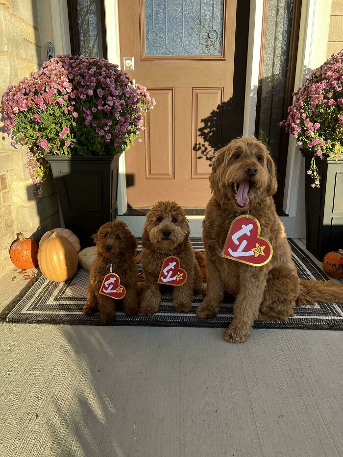 Three cute dogs sitting on a doorstep with fall decorations wearing large red TY heart tags for cutest dogs ever.