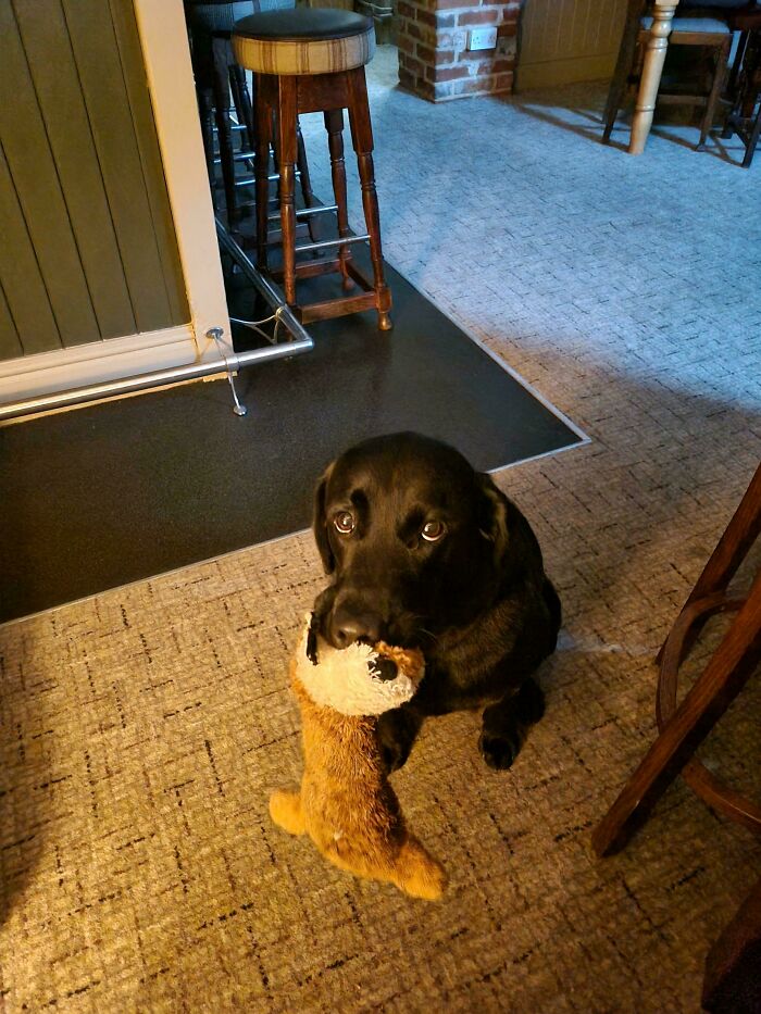 Black dog sitting indoors holding a plush toy in its mouth, showcasing one of the cutest dogs ever in a cozy room.
