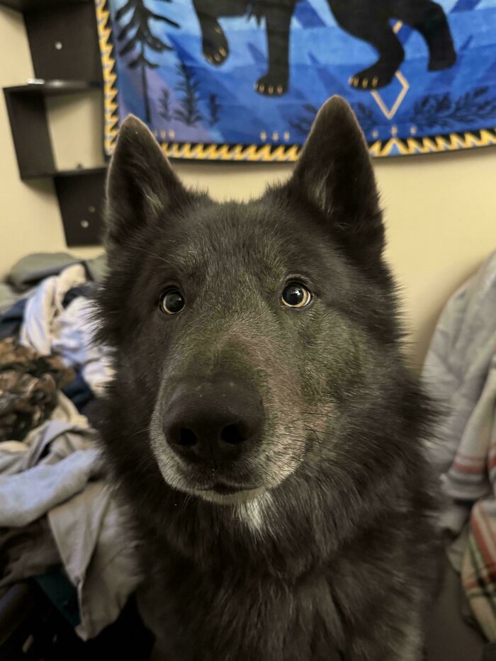 Close-up of one of the cutest dogs ever with thick dark fur and expressive eyes indoors near household items.