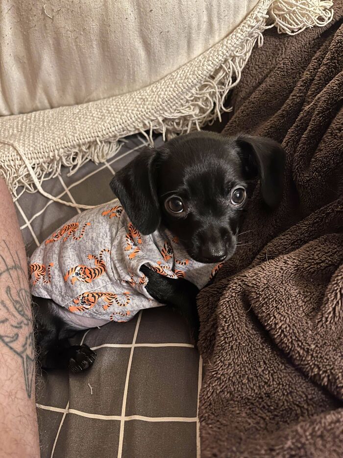 Small black dog wearing a tiger-print shirt lying on a couch surrounded by blankets and cushions, cutest dogs ever.