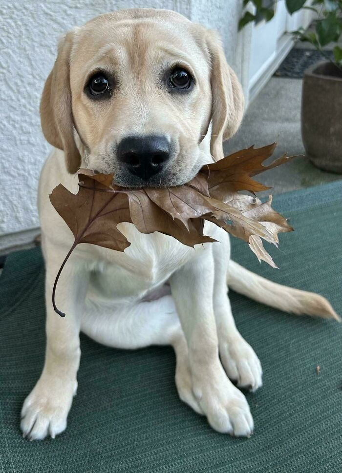 Cute Labrador puppy holding a dry brown leaf in its mouth, sitting on a green mat, one of the cutest dogs ever.
