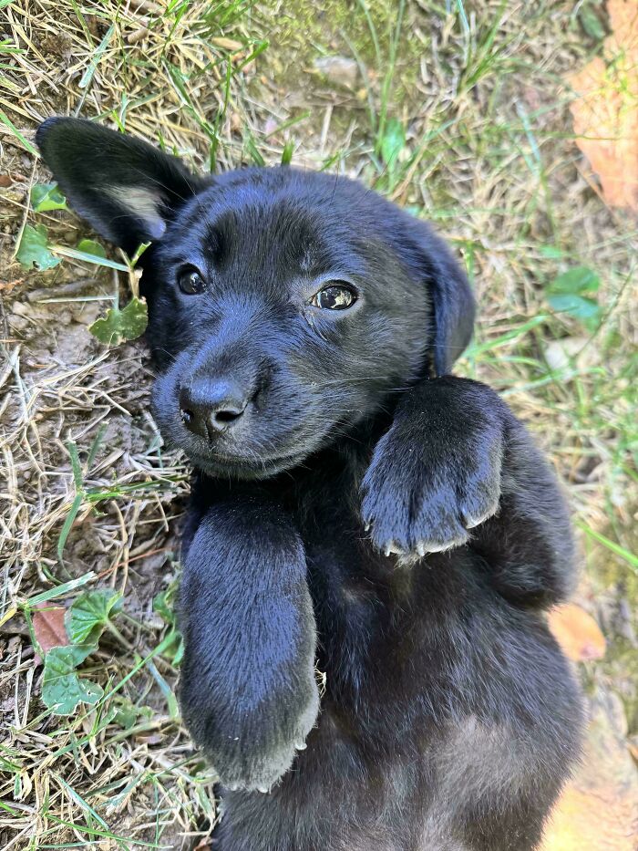 Cachorro negro acostado en el césped mostrando ternura en una de las fotos más puras de perretes.