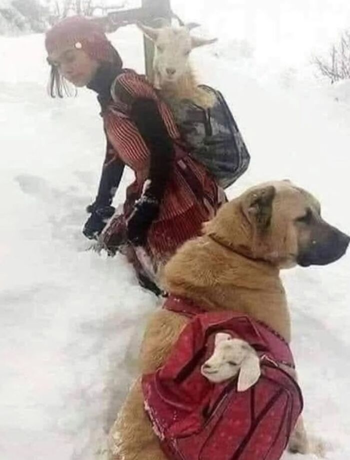 Child and dog carrying baby goats in backpacks through the snow, showcasing wholesome people and animals.