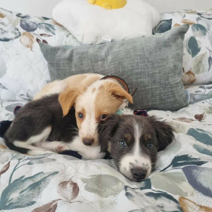 Two of the cutest dogs ever cuddling on a floral patterned bed with pillows in the background.