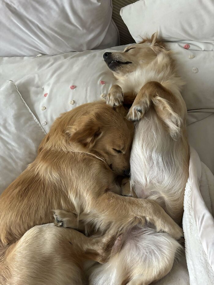 Dos perretes dormidos abrazados en sofá blanco mostrando ternura y momentos puros entre mascotas.