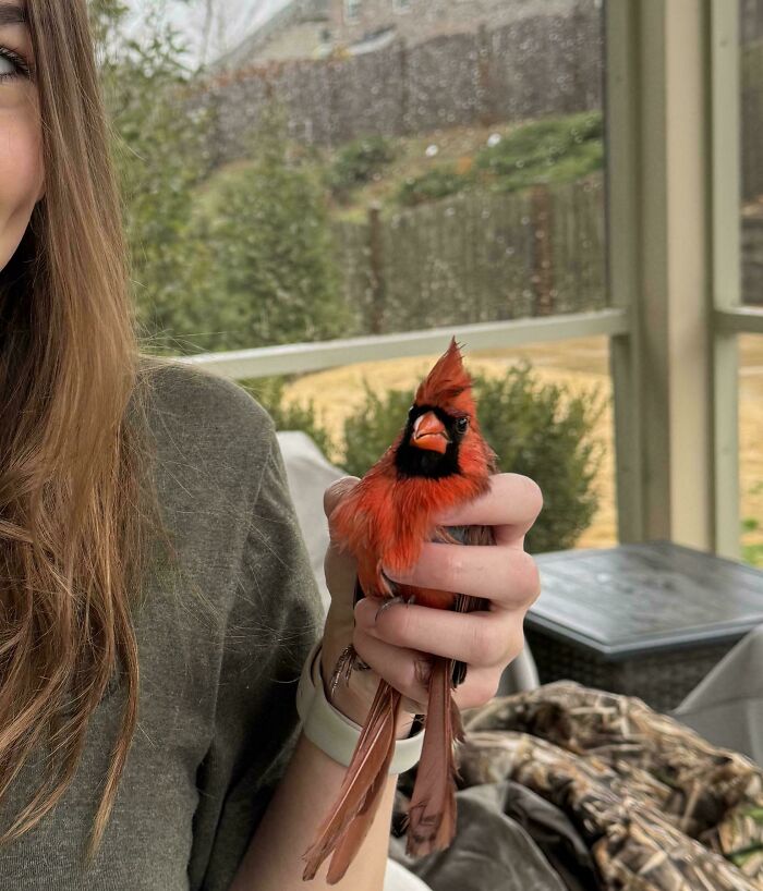 A person gently holding a bright red cardinal bird visitor in a garden, showcasing a cute animal moment.