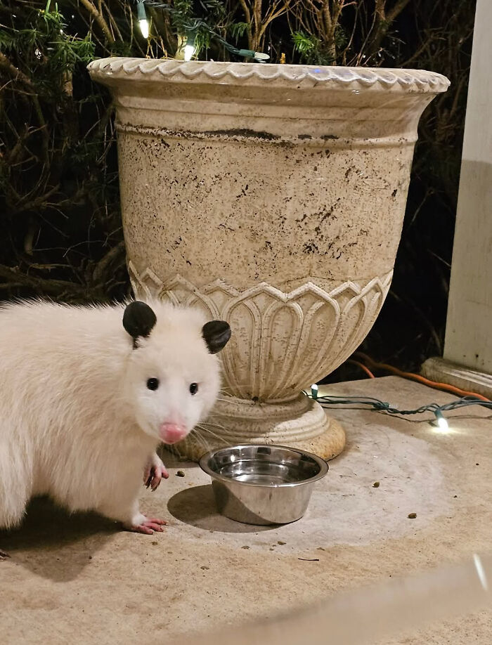 Cute animal visitor in the garden near a large planter and a metal water bowl during nighttime with string lights.