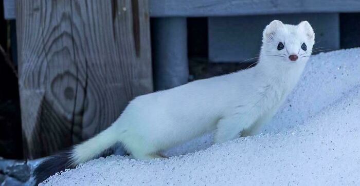 White ermine standing on snow near wooden garden structure, a cute animal visiting the garden in winter.