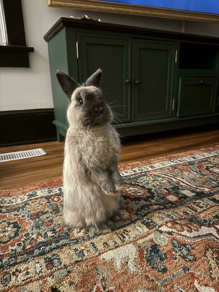 Small cute rabbit standing upright on a patterned rug indoors, a charming visitor in our garden and home setting.
