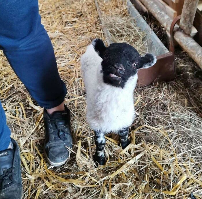 Baby lamb making a funny face standing on hay next to a person’s feet in a barn, showcasing animals being hilarious.