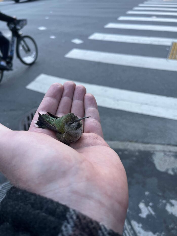 A small hummingbird resting gently in a person's hand, showcasing a rare cute animal visitor in the garden.