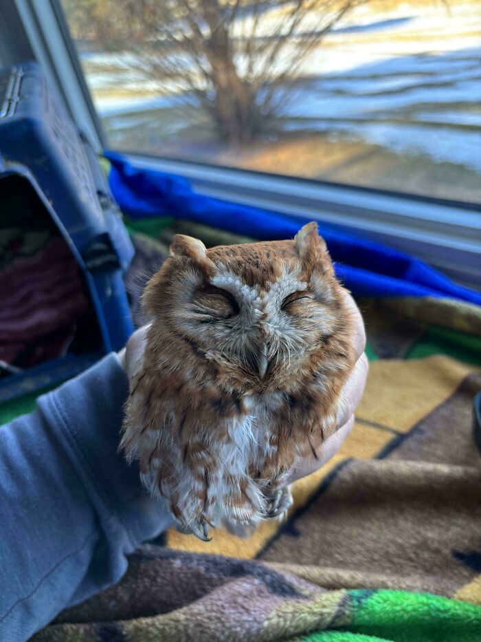 Small adorable owl with closed eyes resting peacefully in a person's hand, showcasing cute animal charm indoors by a window.