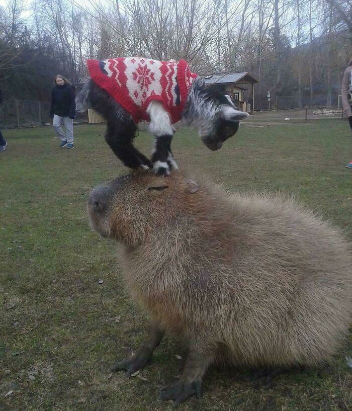 Goat wearing a sweater standing on a capybara's head outdoors, animals being their hilarious selves in a park setting.