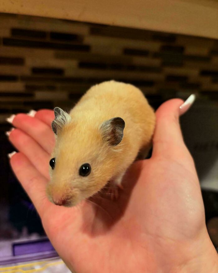 A cute small animal sitting on a hand, showcasing an adorable visitor in the garden with soft fur and bright eyes.