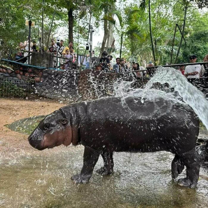 Baby hippo getting sprayed with water at a zoo, one of the animals being their hilarious selves captured by visitors.