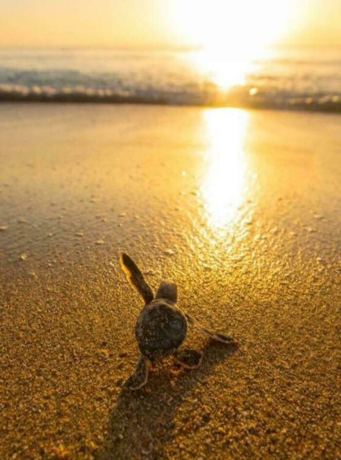 Baby sea turtle walking on wet sand towards the ocean at sunset, a cute animal pic capturing nature's visitor.