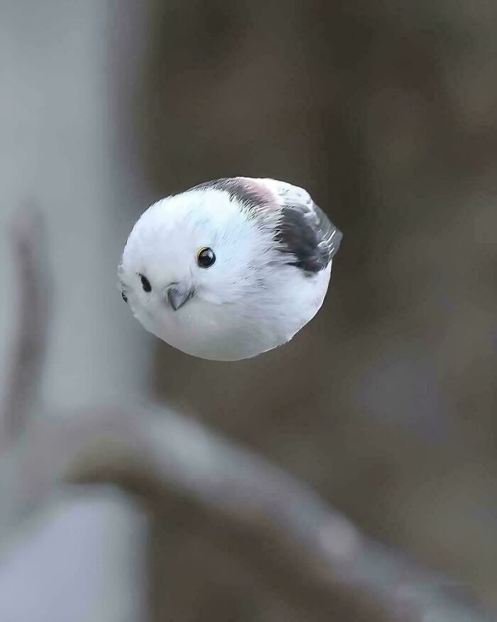 Small white bird mid-flight with a curious expression, showcasing animals being their hilarious selves in nature.