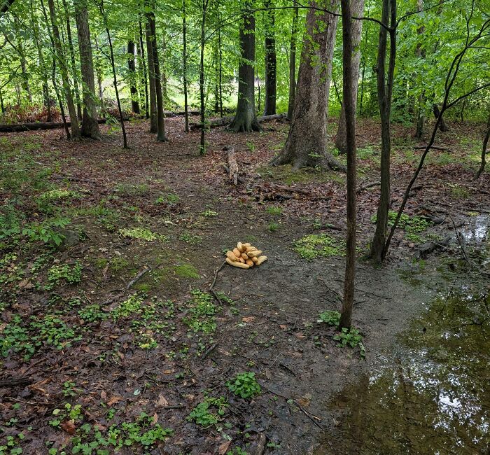 Pile of bread rolls on the ground in a dense forest, a creepy and terrifying discovery in the forest setting.
