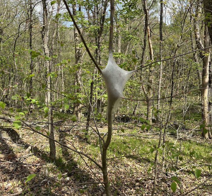 Unusual creepy white silk web resembling a cocoon stretched between tree branches in a forest setting.
