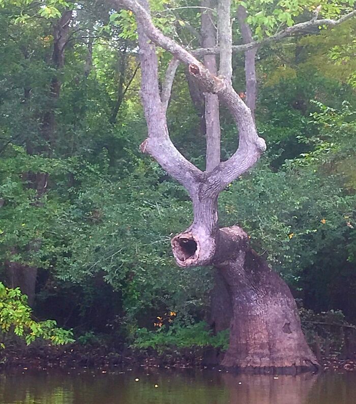 Tree in a forest with hollow trunk and twisted branches, a creepy and terrifying thing found in the forest.