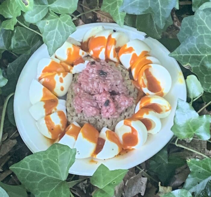 Plate with sliced boiled eggs and raw meat, covered in sauce, placed among green leaves in a forest, creepy disturbing forest find.