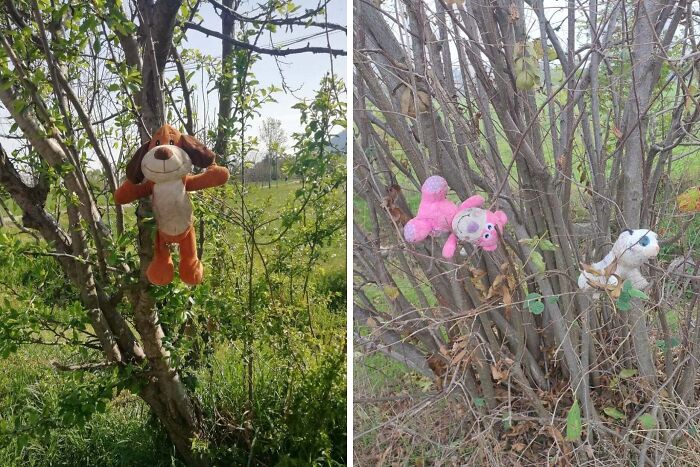 Stuffed animals hanging from tree branches in a forest, evoking creepy and terrifying things found in nature.