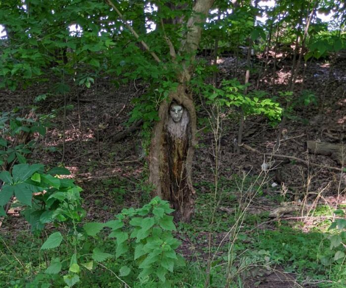 Tree in forest with a creepy carved face inside the hollow trunk, one of the most terrifying things found in the forest.