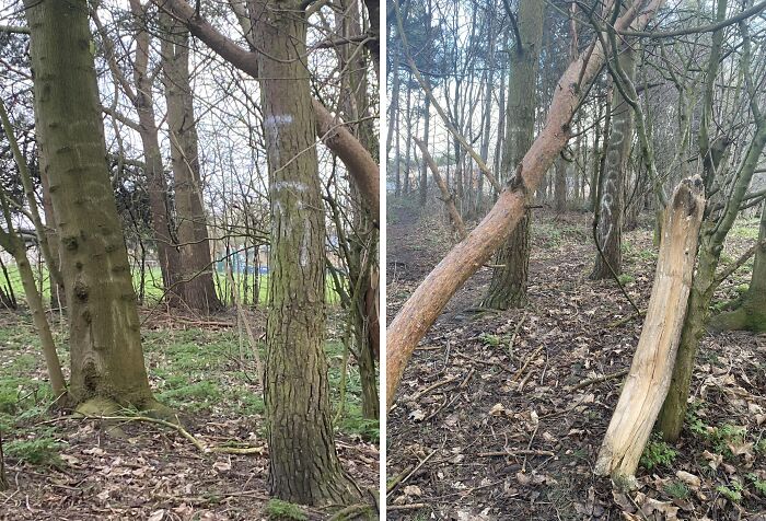 Trees in a forest marked with cryptic symbols and unusual carvings, one tree partially stripped of bark.