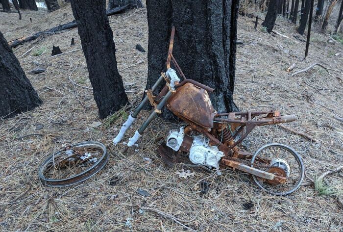 Rusty broken motorcycle with detached wheel found abandoned on forest floor covered with pine needles among burnt trees.