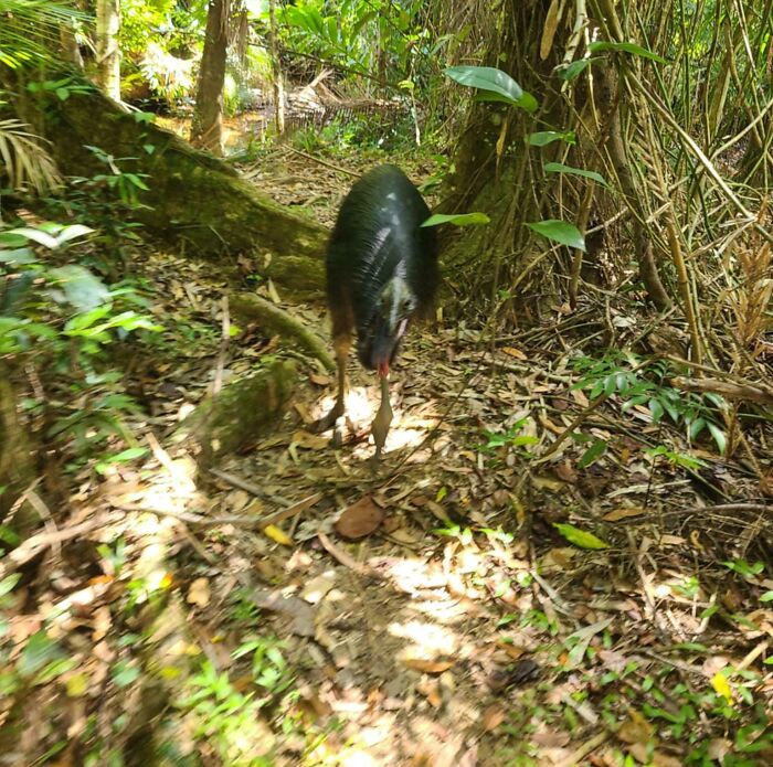 Black wild bird with red face walking on a forest floor surrounded by dense creepy and terrifying forest vegetation.